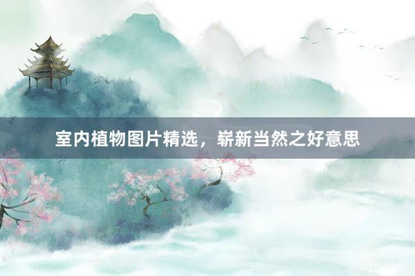 室内植物图片精选，崭新当然之好意思
